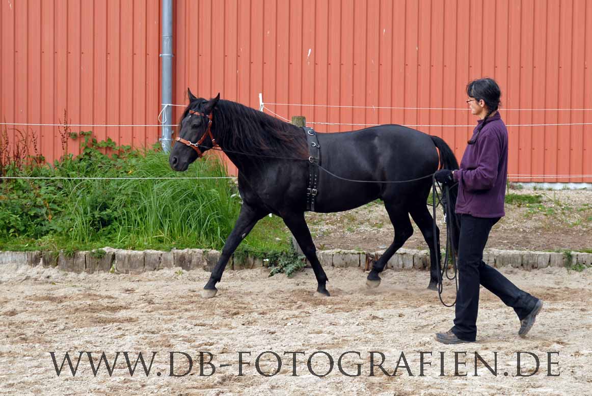 Mangalarga Marchador Hengst Dourado bei der Doppellongenarbeit